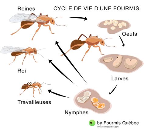 Temps De Vie D Une Fourmi Combien de temps vit une fourmi ? - SOLUTY
